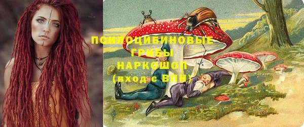 прущие грибы Новозыбков