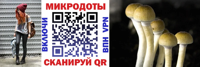 Псилоцибиновые грибы Psilocybine cubensis  Тырныауз 